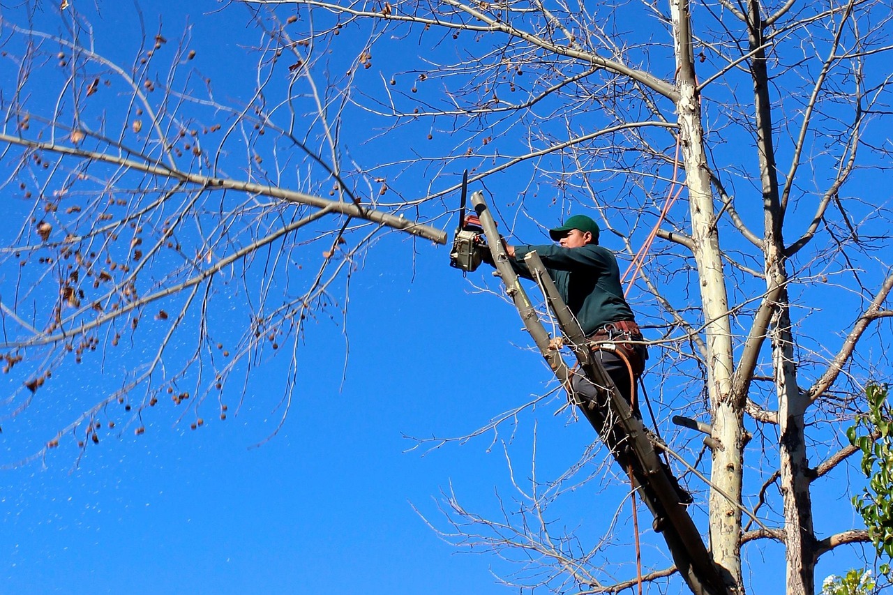 Tree trimming service in Lancaster, PA